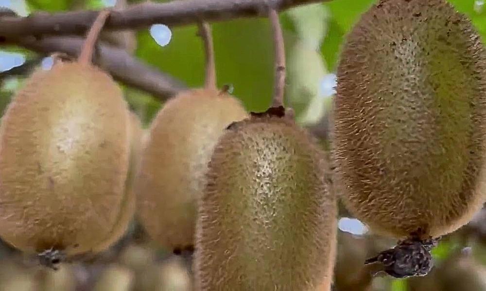 Natürliches Gleichgewicht